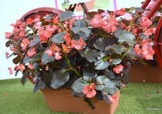 De Chocolate Red van Padana.